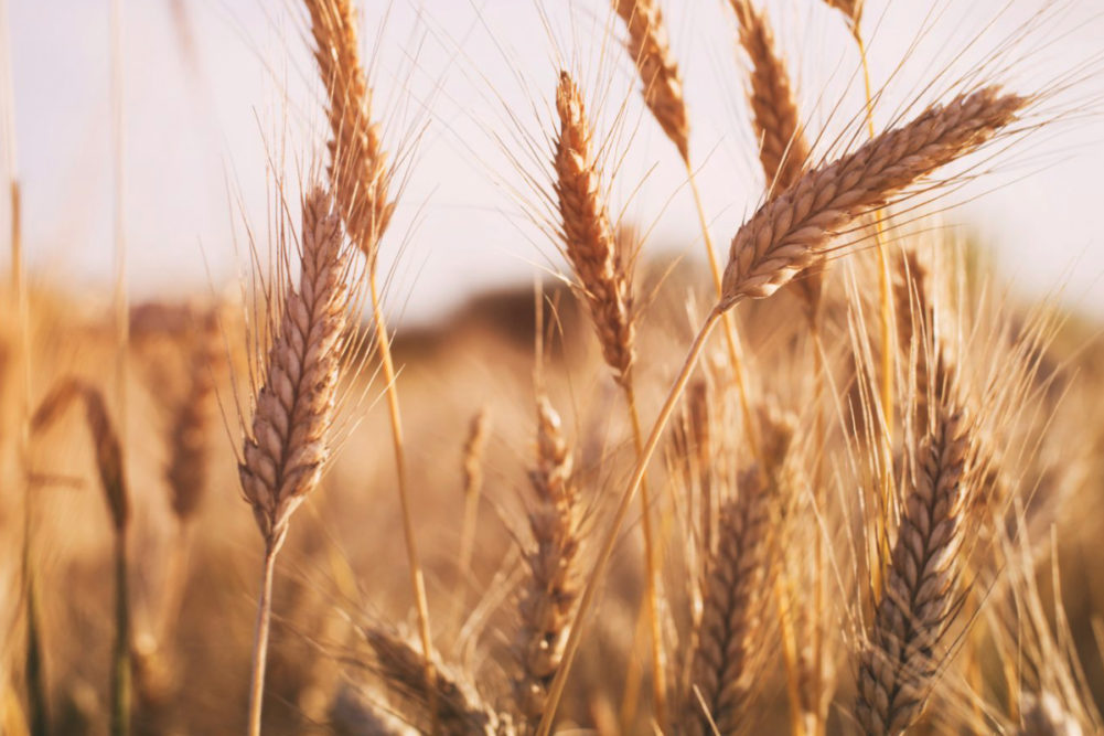 food-feed